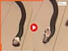 Sanp Ka Video: छूते ही बेहोश हो गया ये सांप, फिर अगले सेकेंड जो दिखा आंखें फटी रह जाएंगी | देखें वीडियो