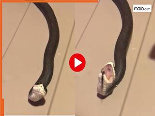 Sanp Ka Video: छूते ही बेहोश हो गया ये सांप, फिर अगले सेकेंड जो दिखा आंखें फटी रह जाएंगी | देखें वीडियो