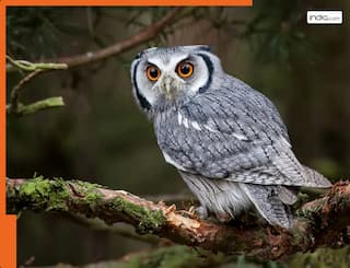 Viral News: जब उल्लू ने 5 अंडे देकर महीने भर के लिए रोक दिया खदान में चल रहा काम,जानें पूरा किस्सा