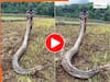 Azgar Ka Video: 21 फीट के अजगर को खींचकर खेलना लगा शख्स, तभी जो दिखा होश उड़ जाएंगे | देखें वीडियो