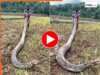 Azgar Ka Video: 21 फीट के अजगर को खींचकर खेलना लगा शख्स, तभी जो दिखा होश उड़ जाएंगे | देखें वीडियो