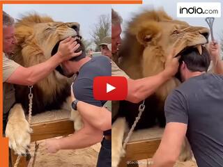Sher Ka Video: बब्बर शेर के मुंह में शोध करने लगा शख्स, तभी जो हुआ बेचारे के रोंगटे खड़े हो गए | देखें वीडियो