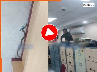 Cobra Ka Video: चुपके से कैशियर की लाइन में पहुंच गया किंग कोबरा, फिर बैंक में जो हुआ देखकर हंसी नहीं रुकेगी | देखें वीडियो