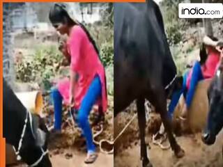 Ladki Ka Dance: भैंस को चारा देकर वहीं नाचने लगी लड़की, ऐसा पटका कमर ही अकड़ गई | देखें वीडियो