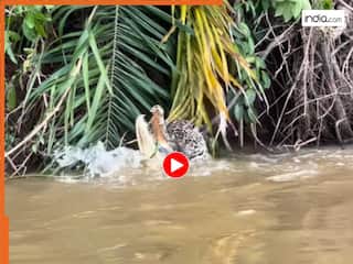 Animal Attack Video: मगरमच्छ के मजबूत किले में कूद गया तेंदुआ, गर्दन से दबोचकर वहीं निकाल दिए प्राण | देखें वीडियो