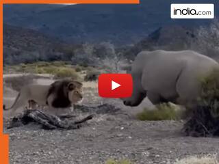 Sher Ka Video: गैंडे का शिकार करने पहुंच गया जंगल का राजा, मगर ऐसी मार पड़ी उल्टे पांव भाग निकला शेर | देखें वीडियो