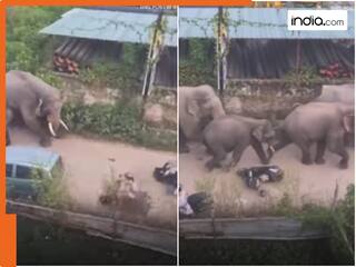 दीदी को स्कूटी चलाते देख खौफ में आ गया हाथियों का झुंड! पतली गली पकड़ दुम दबाकर भागते दिखे गजराज-देखें Viral Video