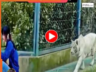 Bagh Ka Video: दबे पांव लकड़ी को दबोचने आया बाघ, मगर हमला करते ही पड़ गया मुसीबत में | देखें वीडियो