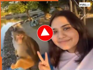 Bandar Ka Video बंदर को HELLO बोलने की गलती कर गई लड़की, ऐसा झापड़ पड़ा नानी याद आ गईं | देखें वीडियो