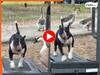 Animal Funny Video: चलती ट्रेडमिल पर चढ़ गया डॉगी, फिर जो हाल हुआ जिंदगी भर नहीं भूलेगा | देखें वीडियो