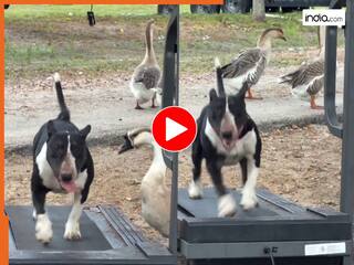 Animal Funny Video: चलती ट्रेडमिल पर चढ़ गया डॉगी, फिर जो हाल हुआ जिंदगी भर नहीं भूलेगा | देखें वीडियो