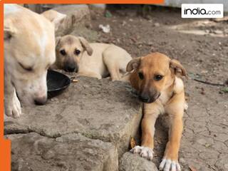 दिल्ली: आवारा कुत्तों को लेकर शिक्षा विभाग ने किया बड़ा ऐलान, जानें क्या कहा?