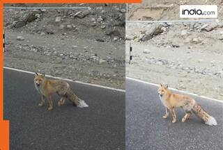 WATCH: Once-in-a-lifetime moment as red fox seen by man near Pangong Tso; internet calls him 'lucky', video goes viral