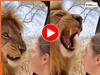 Sher Ka Video: गुर्राते शेर को आंख दिखाने लगी लड़की, फिर जो हुआ सोच भी नहीं सकते | देखें ये Viral Video