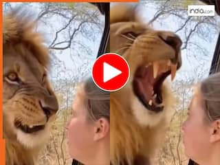 Sher Ka Video: गुर्राते शेर को आंख दिखाने लगी लड़की, फिर जो हुआ सोच भी नहीं सकते | देखें ये Viral Video