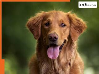 कुत्ता पालना है तो पहले दीजिए 2 घंटे का रिटेन टेस्ट और प्रैक्टिकल, 80% स्कोर जरूरी, इस देश ने बनाया रूल