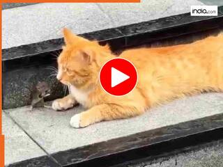 Billi Aur Chuhe Ka Video: चूहे ने बिल्ली से मांगी जान की भीख, मौत को इतना करीब देखकर दहल गया मासूम | देखें वीडियो