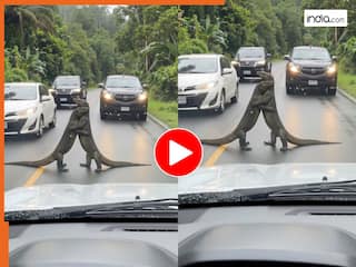 Wild Animal Video: बीच सड़क पर रोमांस करने लगे कोमोडो ड्रैगन, गाड़ियों की आवाजाही भी कर दी बंद | देखें वीडियो