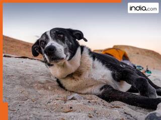 UP के इस शहर में कुत्तों को हुई उम्रकैद, जानिए किस जुर्म में मिली इतनी सख्त सजा?