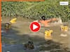 Funny Video: मगरमच्छ बनकर तालाब में घुस गए लड़के, फिर नहा रहे शख्स के साथ जो किया आंखें फटी रह जाएंगी | देखिए