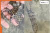WATCH: Man plays with baby octopus with poison 1000x deadlier than... internet says, 'You're lucky'