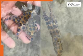 WATCH: Man plays with baby octopus with poison 1000x deadlier than... internet says, 'You're lucky'