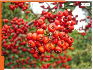 इम्यूनिटी से ब्लड प्रेशर तक सब रहेगा कंट्रोल! जानें सर्दियों में क्यों बेस्ट सुपरफूड हैं जंगली बेर