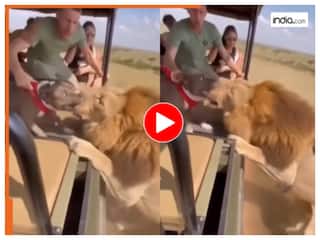 Sher Ka Video: कुत्ते से पिट गया जंगल का राजा, शेर की ऐसी दुर्गति नहीं देखी होगी कभी | देखें वीडियो