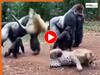 Wild Animal Video: चिंपैंजी ने एक मुक्के में फोड़ दी तेंदुए की छाती, फिर दोबारा उठ ही नहीं पाया बेचारा | देखें वीडियो