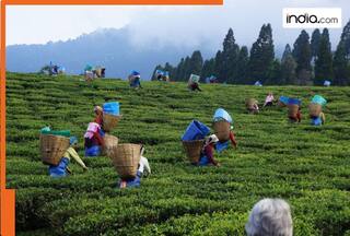 Rs 1.15 Lakh per Kg: THIS tea variety from Assam is the most expensive tea in India; Check top 6 costliest brews