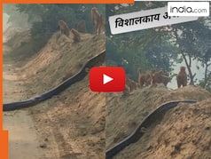 Azgar Ka Video: अचानक सड़क पर आ धमका 25 फीट का अजगर, देखकर जानवर तक कांपने लगे | देखें वीडियो