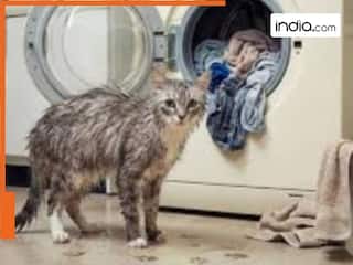 OMG! कपड़ों के साथ वॉशिंग मशीन में 10 मिनट तक घूमती रही बिल्ली, फिर जो हुआ सचमुच चौंक जाएंगे