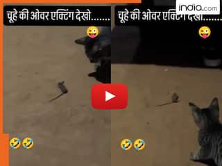 Billi Ka Video: बिल्ली को देखकर गजब की एक्टिंग करने लगा चूहा, फिर खुद ही डर गई शेर की मौसी | देखें वीडियो