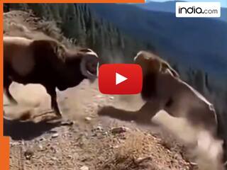 Animal Fight Video: शेर के इतने बुरे दिन नहीं देखे होंगे, लड़ाई में भेड़ से ही पिटकर गिर पड़ा | देखिए वीडियो