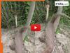Cobra Ka Video: नेवले को हराकर नाचने लगा किंग कोबरा, जीत का जश्न मनाते हुए कैमरे में कैद हुआ सांप | देखें वीडियो