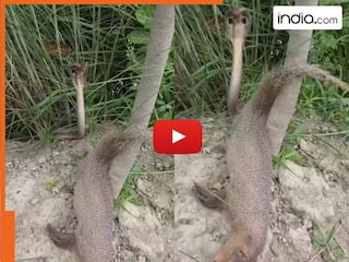 Cobra Ka Video: नेवले को हराकर नाचने लगा किंग कोबरा, जीत का जश्न मनाते हुए कैमरे में कैद हुआ सांप | देखें वीडियो