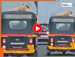 Dog Viral Video: चलती ऑटो के ऊपर बैठा नजर आया कुत्ता, वीडियो देख लोग बोले डोगेश भाई के ही मजे हैं