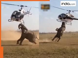 Hathi Ka Video: हाथी ने सूंड से जकड़ लिया उड़ता हुआ हेलीकॉप्टर, फिर जो नजारा दिखा कांप गए लोग | देखें वीडियो