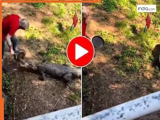 Magarmach Ka Video: गलत शख्स को दबोचने आया मगरमच्छ, फ्राई पैन से इतना पिटा हिल गया बेचारा | देखें वीडियो