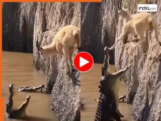 Magarmach Ka Video: लगा शिकार को खा जाएगा मगरमच्छ, मगर उसने जो किया हर कोई दंग रह गया | देखें वीडियो