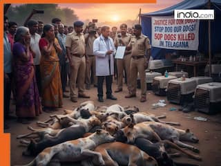 Why at least 500 stray dog were given lethal injection in Telangana? Details