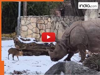 Animal Fight Video: नन्हे हिरण से पिट गया विशालकाय गैंडा, बचकर ऐसा भागा दोबारा वापस ही नहीं लौटा | देखें वीडियो