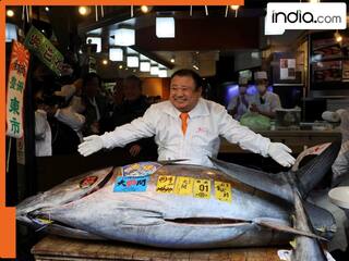 29 करोड़ में बिकी 250 किलो की इस मछली में आखिर क्या है ऐसा खास, क्यों बिकती है इतनी महंगी?