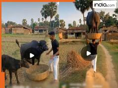 VIDEO: चुपचाप आराम से बैठी भैंस को टोकरी में रख लिया, फिर गोली की रफ्तार से भाग निकला शख्स