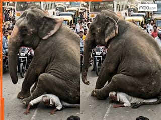 Hathi Ka Video: घर जा रहे चाचाजी के ऊपर ही बैठ गया हाथी, बचाने की जगह मजे से वीडियो बनाने लगे लोग | देखिए