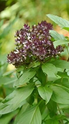 मुंह की बदबू को दूर भगाता ये पत्ता, जानें अन्य फायदे