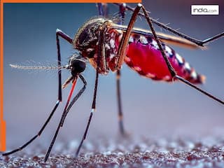 india.com top news