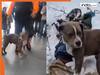 Even in bone-chilling cold a Pitbull Dog refused to leave his owner and guarded the body for 4 painful days in Himachal Pradesh...video going viral