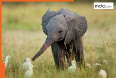 Baby elephants just can't help but be overloaded with cuteness: Watch Viral Video