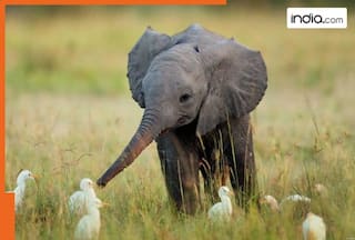 Baby elephants just can't help but be overloaded with cuteness: Watch Viral Video